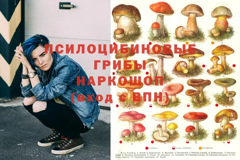 Галлюциногенные грибы Cubensis  закладки  Красавино 